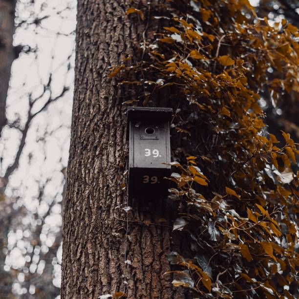 istock Selective focus low angle closeup of a bird house on a tree 1456125050