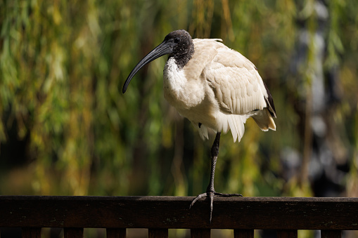 Juvenile White Ibis resting on a park bench in the morning sun.