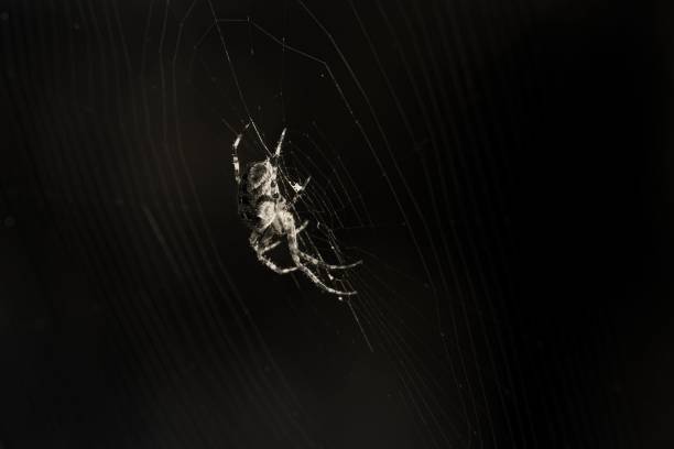 A beautiful closeup of a spider in a web with blurred background