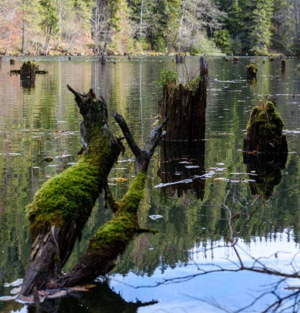 istock View of tree trunks in lake 1456125257