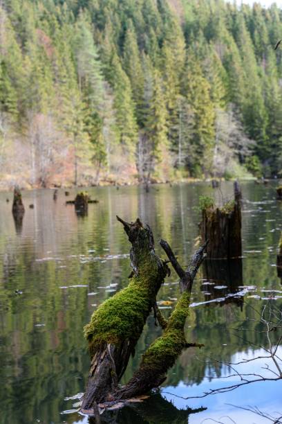 istock View of tree trunks in lake 1456125262