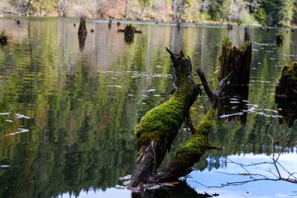 istock View of tree trunks in lake 1456125268
