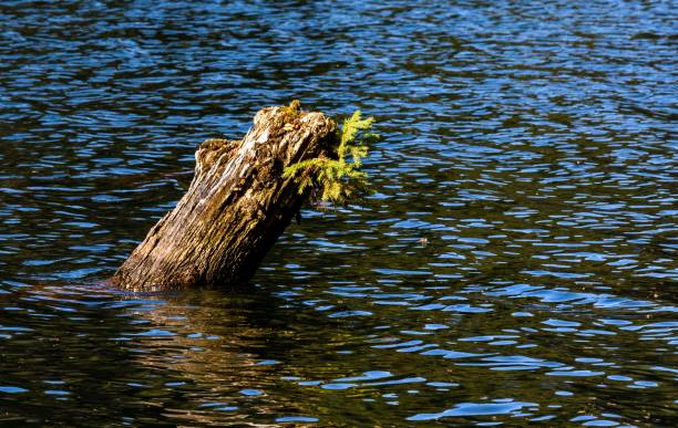 istock Closeup of tree trunk in lake 1456125280