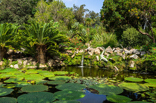 Crocodile Pond with aquatic plants at La Mortella Garden, Forio, Ischia, Italy