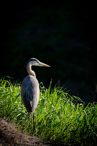 The Gray Heron - Ardea cinerea, large common gray heron from lakes and rivers