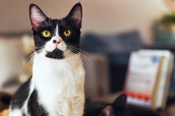 istock Selective focus of a cat with white and black pattern looking at something 1456126593