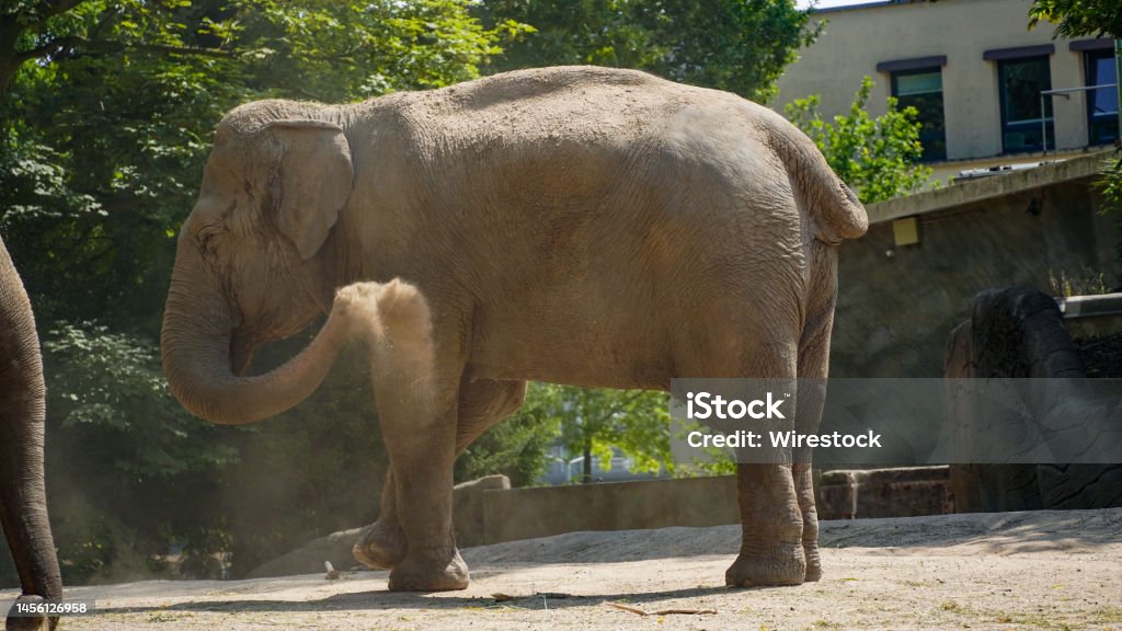 Elephant throws sand at itself Elephant throws sand at itself in Hagenbeck Animal Stock Photo