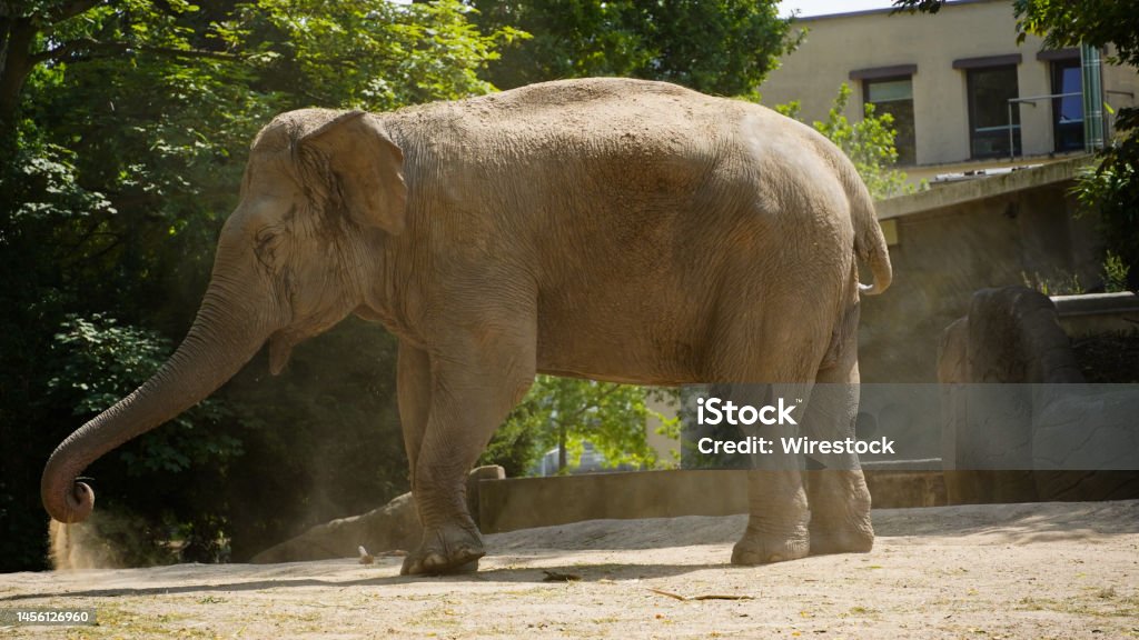 Elephant throws sand at itself Elephant throws sand at itself in Hagenbec Animal Stock Photo