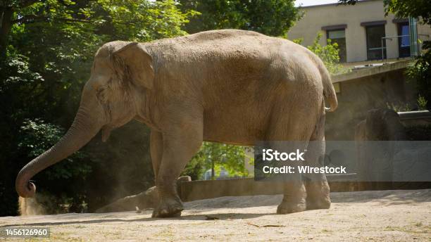 Elephant Throws Sand At Itself Stock Photo - Download Image Now - Animal, Animal Trunk, Animals In Captivity