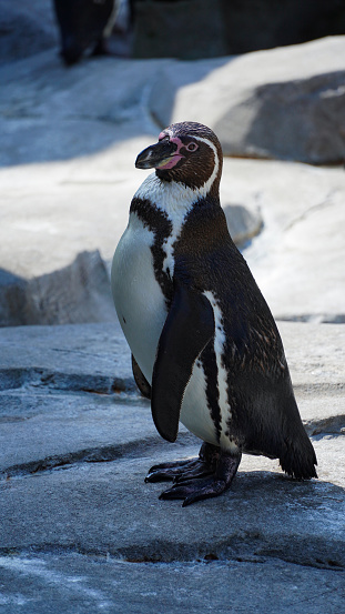 Penguin standing in natural environment, on the rocks near the water in zoo Hagenbeck