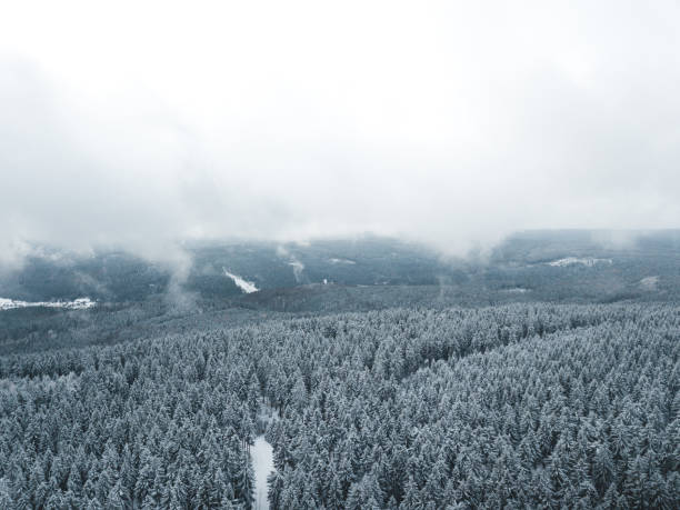 istock Snowy forest in winter 1456127239
