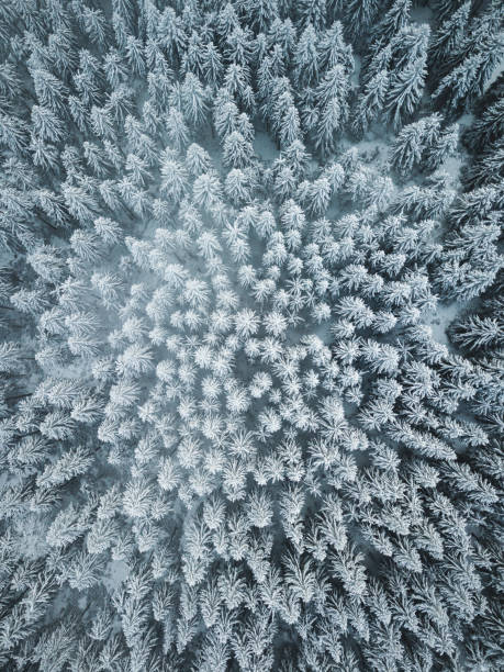istock Snowy forest at it's best. 1456127243