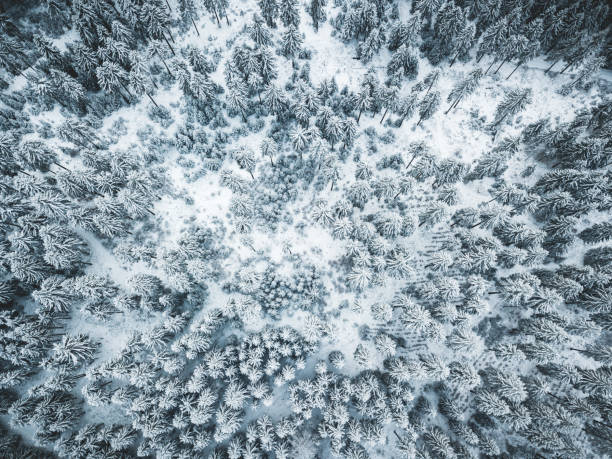 istock Snowy forest at it's best. 1456127278