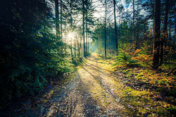istock Beautiful sunny morning in a bright green forest 1456127340