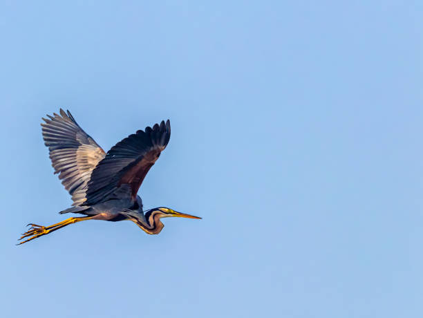 istock Purple heron flying over under the blue skies 1456127352