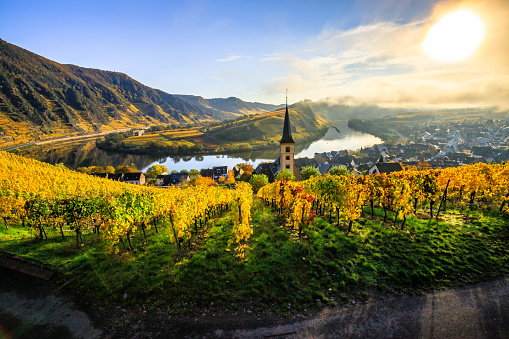 The Moselle loop, a beautiful river in Germany, makes a 180 degree loop. with vineyards and a great landscape and lighting in the morning