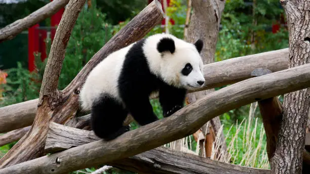 Photo of Young giant panda climbing on a tree