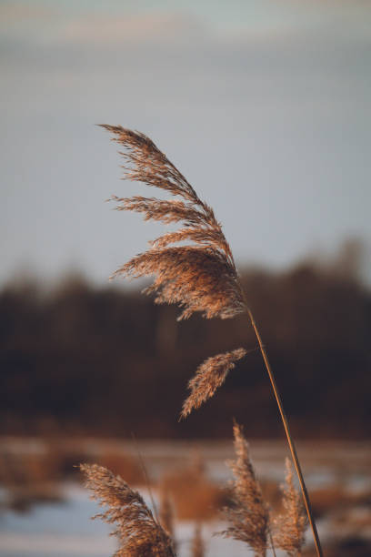 istock Vertical shot of a wheat in a field 1456127785