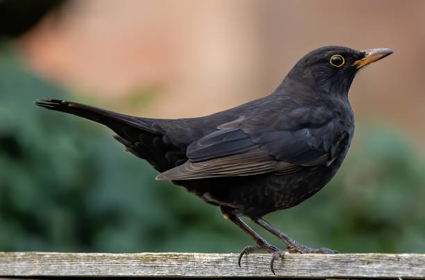istock Common blackbird (Turdus merula), a species of true thrush 1456127919