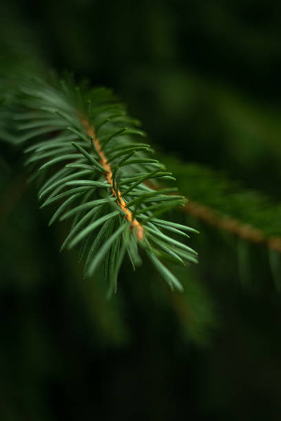 istock Selective closeup of a pine branch 1456127957