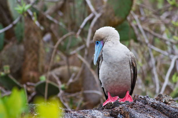 istock Red-footed booby on a stone in Galapagos Islands 1456128018