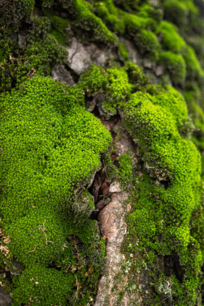 istock Vertical closeup shot of a moss on a stone 1456128159