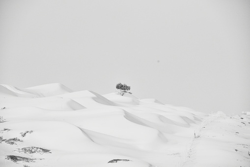 A grayscale shot of a tree growing on a field fully covered in snow.