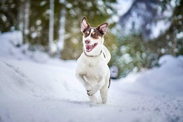 istock Jack Russell Terrier running in the snow. 1456128457