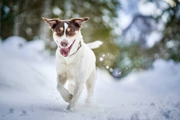 istock Jack Russell Terrier running in the snow. 1456128460