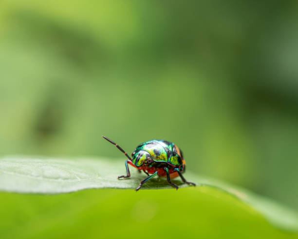 istock Close-up shot of a coleoptera on the leaf. 1456128462