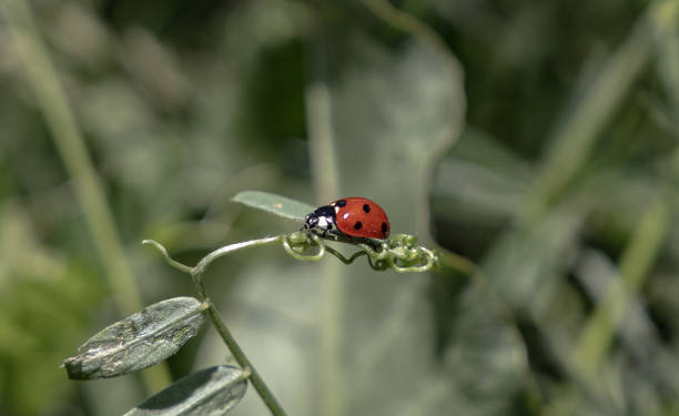 istock Ladybug on the green leaf of a plant 1456128685