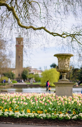 A selective focus shot of tulips in Royal Botanic Gardens
