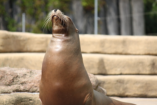 A seal at the zoo on a sunny day