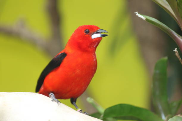 istock Closeup of a Ramphocelus 1456129194