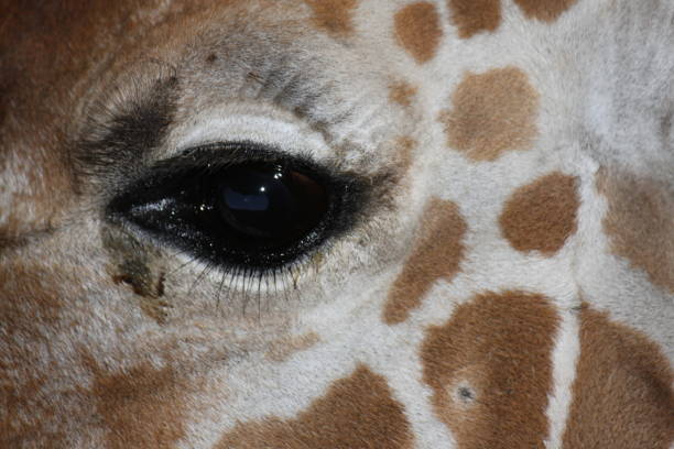 Back of a Giraffe (Giraffa camelopardalis)