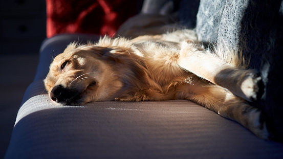 A closeup of a golden retriever sleeping on the sofa