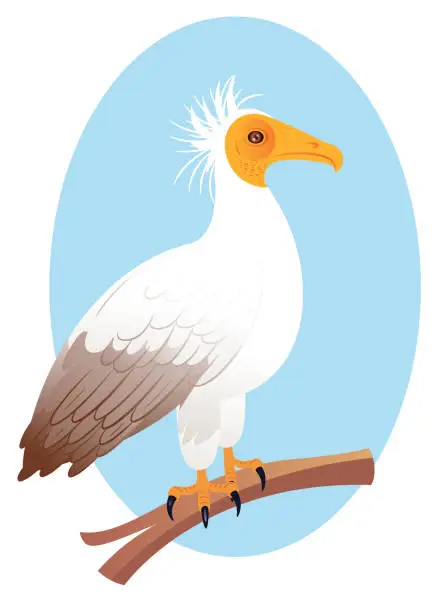 Vector illustration of Egyptian vulture (Neophron percnopterus)