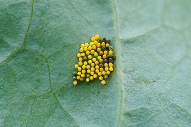 istock Closeup of Cabbage white butterfly eggs on a kohlrabi leaf 1456129279