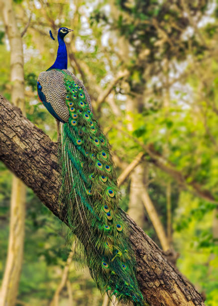 istock Vertical shot of a common peacock perched on a trunk 1456129446