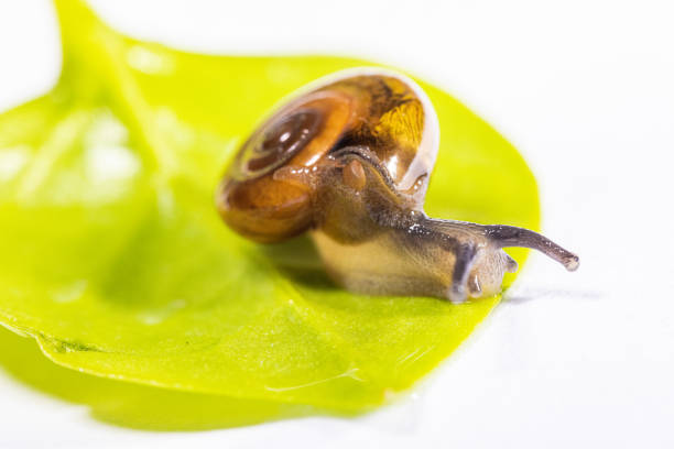 A closeup shot of a snail on green leaf