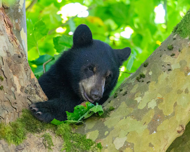 istock Closeup of a black bear on a tree 1456130201