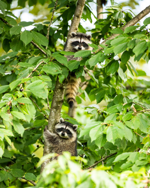 istock Adorable fluffy striped racoons on the tree in the wild 1456130353