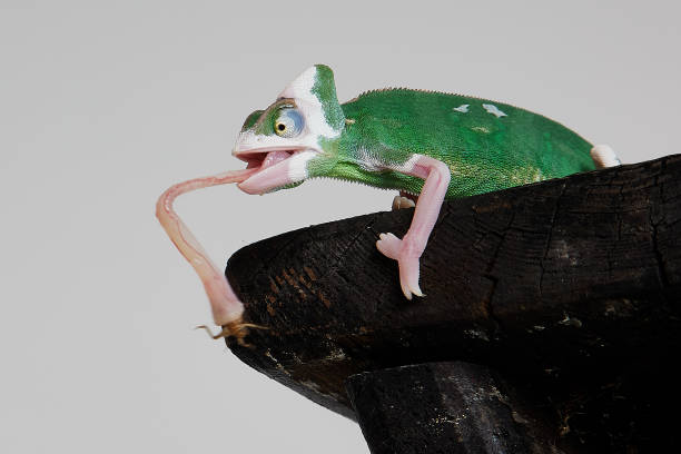istock Veiled chameleon hunting with its large tongue 1456130441