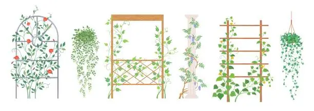 Vector illustration of Vector climbing plants frame and creeper stand