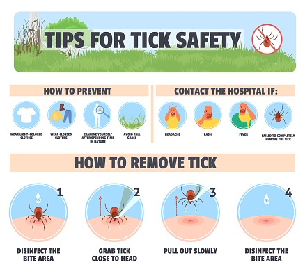 Tips for tick safety vector infographic illustration. Preventive method, first aid to remove parasite insect, symptoms to contact hospital