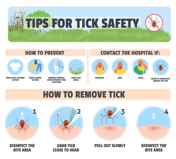 Tips for tick safety vector infographic design Tips for tick safety vector infographic illustration. Preventive method, first aid to remove parasite insect, symptoms to contact hospital tick animal stock illustrations