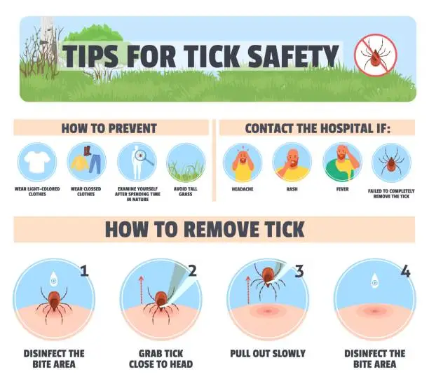 Vector illustration of Tips for tick safety vector infographic design