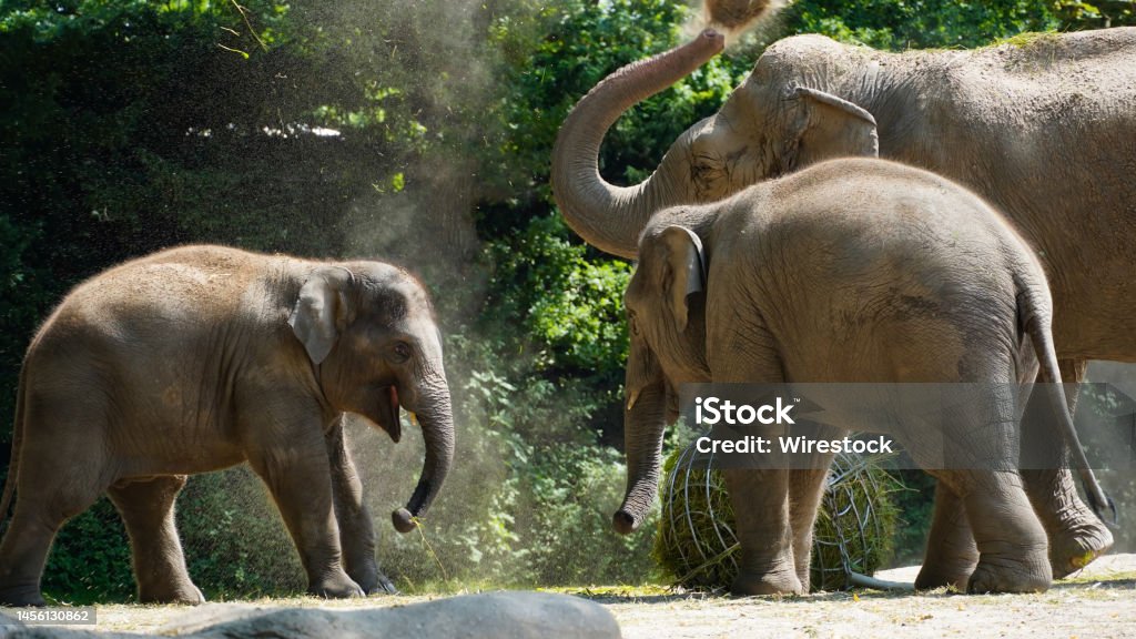 Baby asian elephant with his family Baby asian elephant with his family in zoo Animal Stock Photo