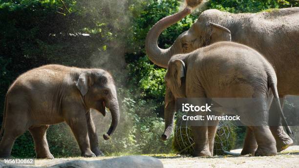 Baby Asian Elephant With His Family Stock Photo - Download Image Now - Animal, Animal Trunk, Animals In Captivity