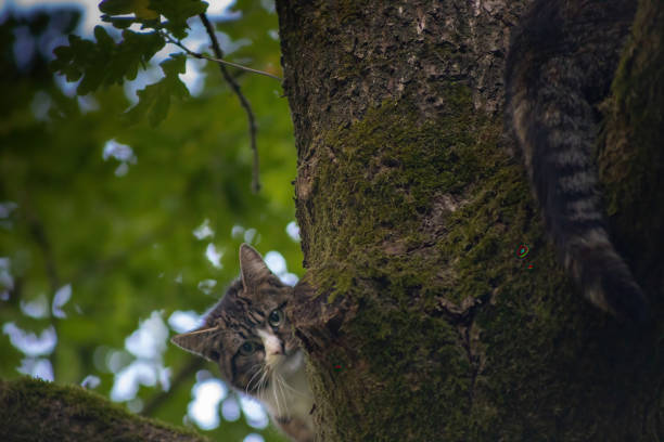 A closeup of two cats on a tree in a forest